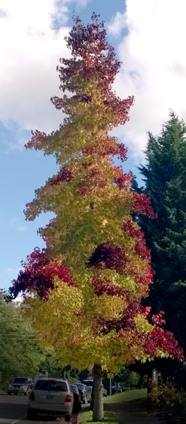 So many colors -- red, yellow, gold, brown, and green, all on this one tall tree